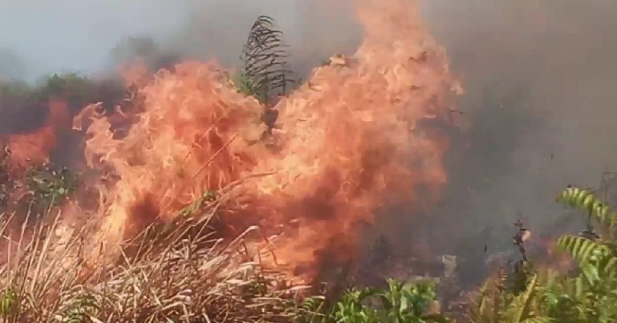 Tragedi Asap Karhutla: Momen Pilu Orangutan Pingsan Akibat Sesak Napas, Tim Medis Berjuang Selamatkan Nyawa