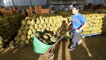 AI Meningkatkan Kualitas Durian Thailand, Bisakah Indonesia Mengikutinya?