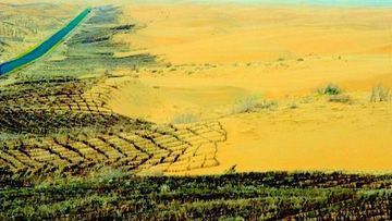 Ambisi Hijau Beijing: Bagaimana 66 Miliar Pohon Menjadi Benteng Alami Melawan Gurun