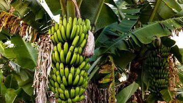 Ancaman Krisis Pangan Global: Mengapa Pisang Terancam Punah dan Dampaknya bagi Indonesia?