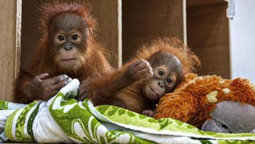 Bayi Orangutan yang Diselamatkan di India Dikembalikan ke Indonesia: Langkah Besar Perlindungan Satwa Liar