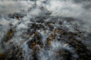 Dampak Buruk Kebakaran Hutan: Karhutla Berulang Bikin Hutan Makin Rentan Terbakar