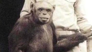 Eksperimen Kontroversial Ilya Ivanovich: Ambisi Menciptakan Humanzee yang Mengguncang Dunia