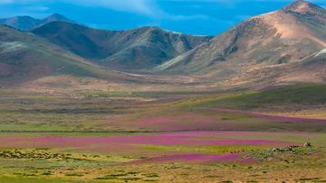 Fenomena Alam Langka: Gurun Atacama Berubah Menjadi Lautan Bunga, Apa Pemicunya?