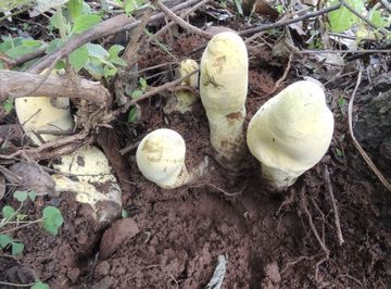 Fenomena Alam Langka: Raja Jamur Ditemukan di Hutan China Ukurannya Raksasa
