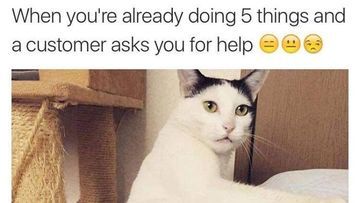 Fenomena Kucing Memeable: Antara Keimutan Maksimal dan Tingkah Absurd yang Menghibur