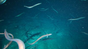 Fenomena Misterius di Tasmania: Mengapa Jutaan Belut Berkumpul di Gunung Laut Ini Setiap Tahun?