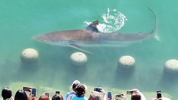 Fenomena Unik Bukang-i: Kisah Hiu 3,5 Meter yang Nyasar ke Kanal Busan hingga Jadi Influencer Viral