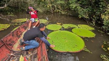 Keajaiban Media Sosial: Gara-gara Foto Instagram Ilmuwan Temukan Tanaman Raksasa Baru di Kolombia