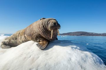 Kisah Penyelamatan Dramatis Anak Walrus Sebatang Kara di Pantai Terpencil Alaska