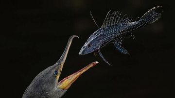 Kontradiksi Estetika dan Krisis: Mengulas OurNature Environmental Photo Awards 2026
