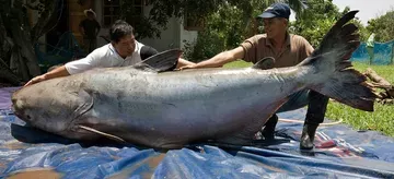 Lele Raksasa Sebesar Beruang Menggempar Warga Sungai Mekong, Saksi Keajaiban Alam Terbesar