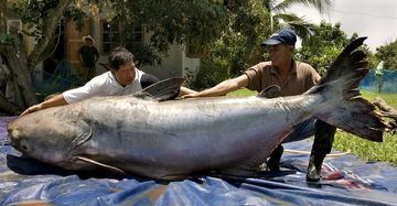 Lele Raksasa Sebesar Beruang Tangkap di Mekong: Kejutan Besar bagi Ilmuwan