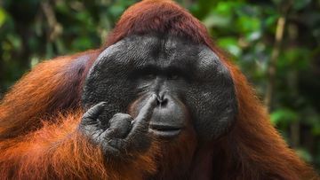 Melihat Deretan Finalis Nikon Comedy Wildlife Awards 2026: Aksi Kocak Satwa Liar yang Mengocok Perut