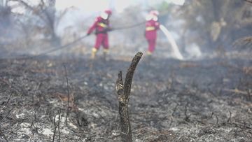 Mengenal Proses Terbentuknya Lahan Gambut: Harta Karun Ekologis yang Rentan Terbakar