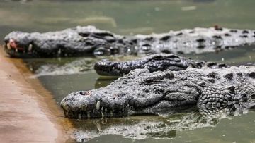 Menguak Misteri Evolusi: Mengapa Nenek Moyang Buaya Mampu Bertahan dari Kepunahan Massal?