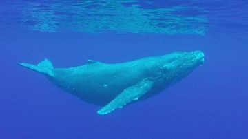 Menguak Rahasia Paus Biru Jadi Hewan Terbesar Sejagat Dinosaurus Kalah: Keajaiban Evolusi Laut