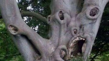 Misteri Alam yang Tak Masuk Akal: Mengungkap Deretan Foto Menyeramkan yang Viral