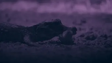 Momen Langka! Buaya Terkecil Dunia Terekam Menyambar Kelelawar di Dalam Gua Gabon