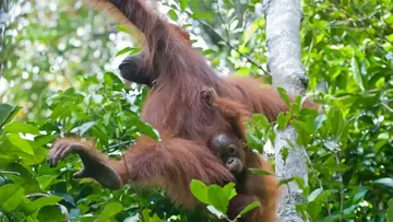 Orangutan Kalimantan: Induk Mempertemukan Teman Bermain untuk Anak, Temuan Penelitian 15 Tahun