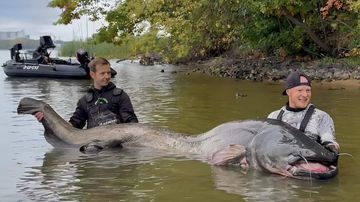 Pemancing Jerman Raih Rekor Dunia: Lele Raksasa Tarung 30 Menit