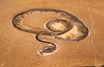 Penemuan Fosil Mengungkap Ular Purba Vasuki, Pesaing Berat Titanoboa