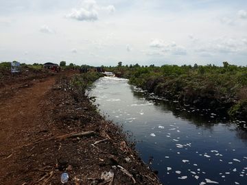 Strategi Efektif Cegah Kebakaran Hutan: Mengapa Sekat Kanal Gambut Sangat Vital?