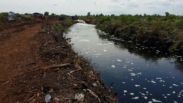 Strategi Mitigasi Kebakaran Lahan: Mengapa Panen Hujan Hingga Sekat Kanal Gambut Harus Basah untuk Cegah Karhutla?
