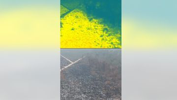 Teknologi Thermal Drone WWF Ungkap Misteri Sulitnya Memadamkan Api di Lahan Gambut
